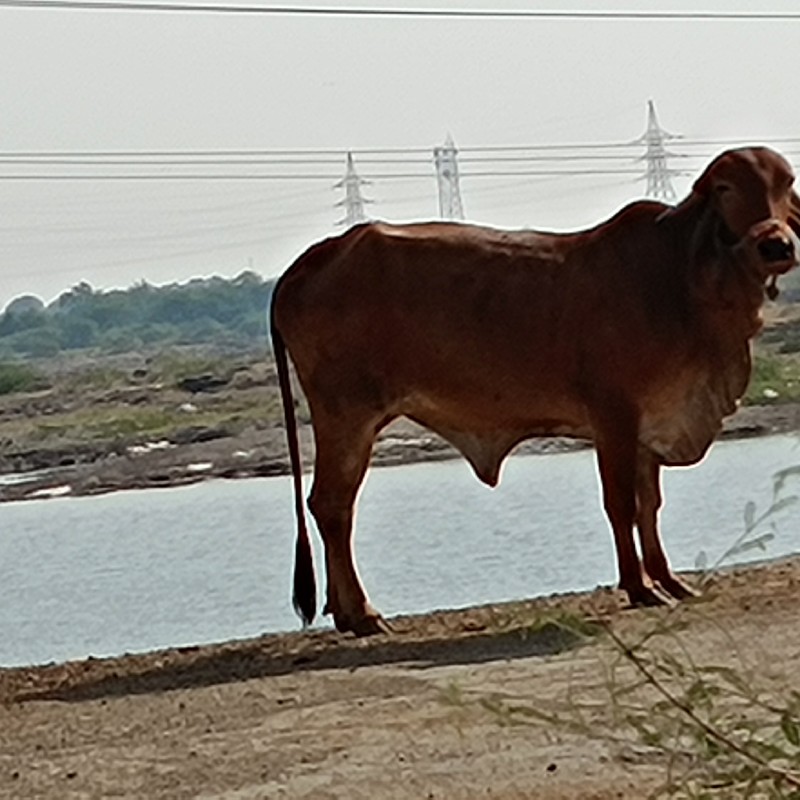 ગાય વેસવાની છે