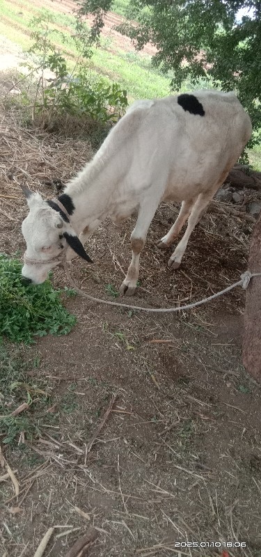 વાસડી વેસવાની સ...