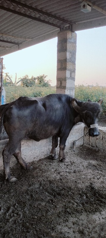 બે ભેસ વેસવાણી...