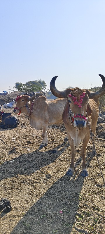 ફુલ ખાતરી બંધ છ...