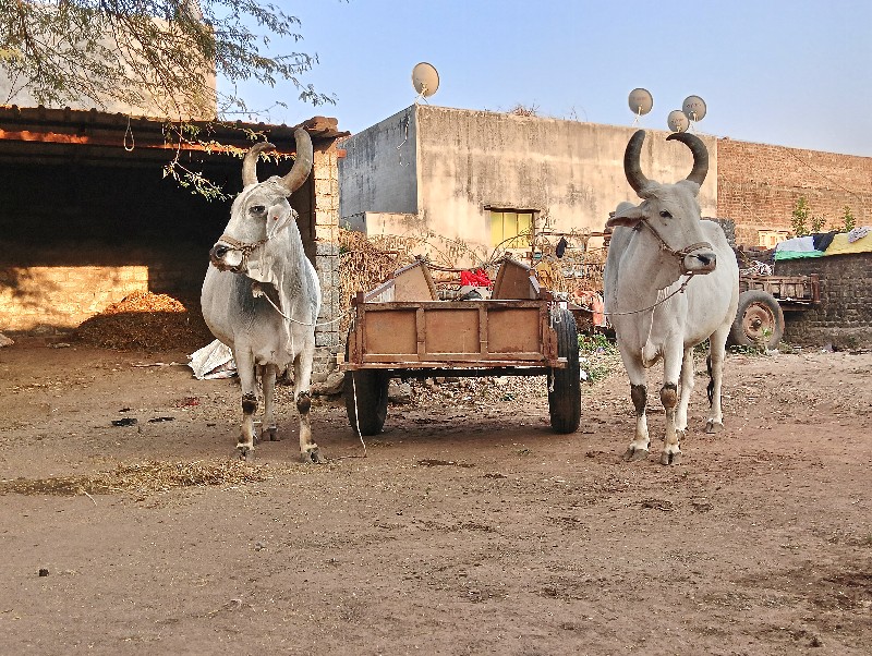 ગામ કોટડા સાંગા...