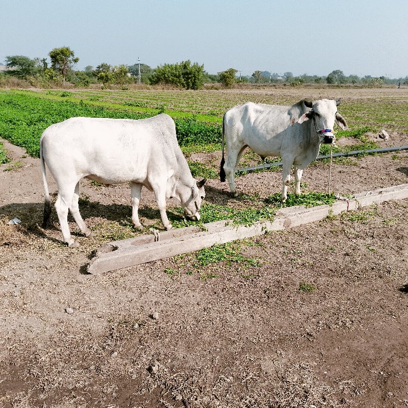 ગોઘલા