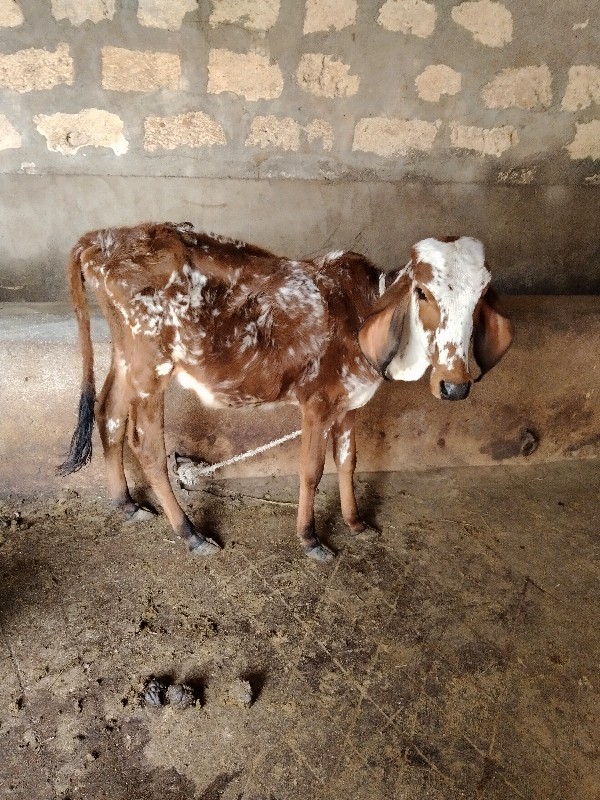 ઓળકિયુ આપવાનું...