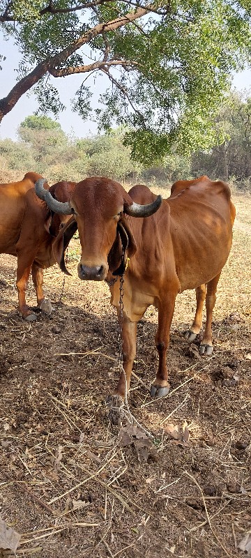 ગીરગાય