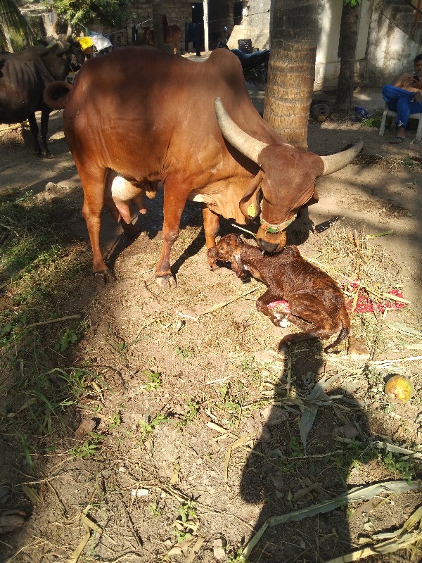 ગીર ગાય વેચવાની...