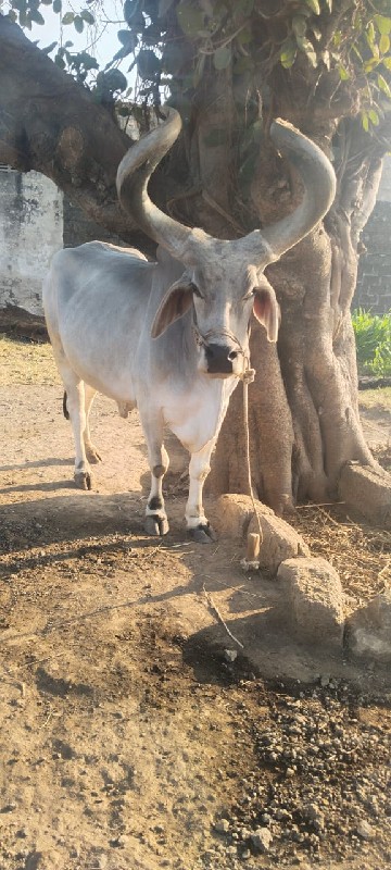 બરદ વેચવાનો છે