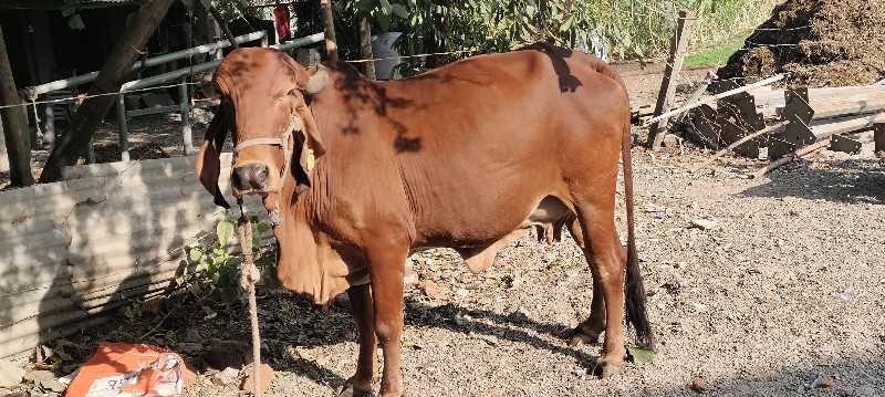 ગાય વેચવાની છે...