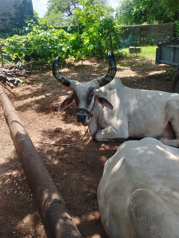 બળદ વેચવાના છે