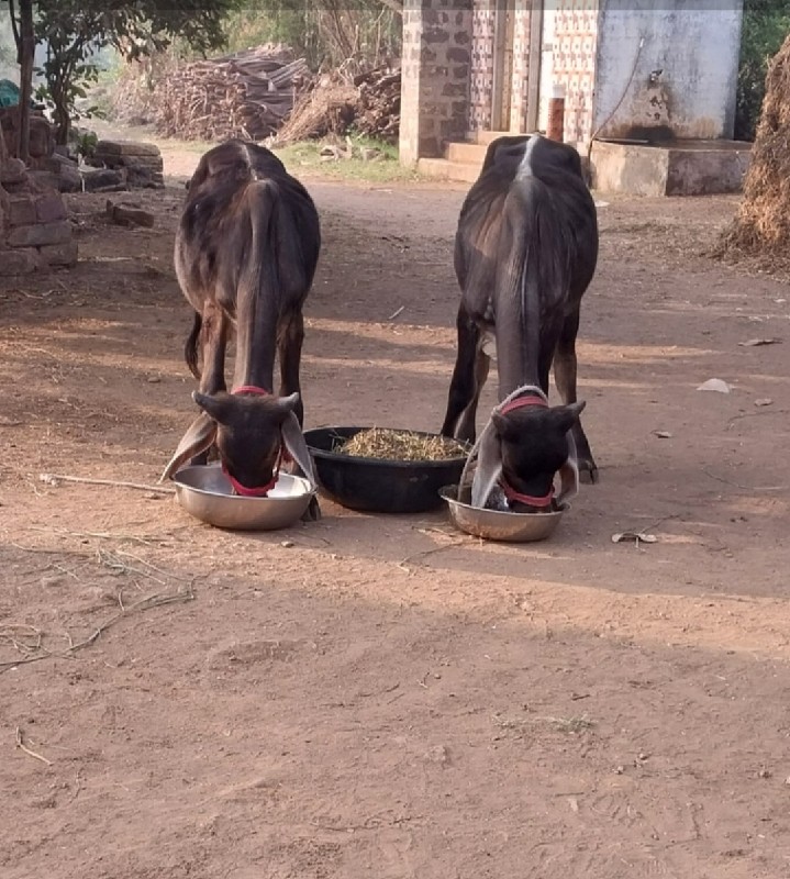 ગોઢલા વેશવાના છ...