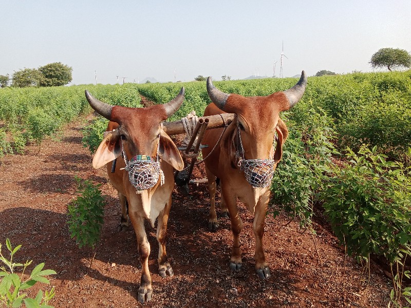 ગૉઢલા