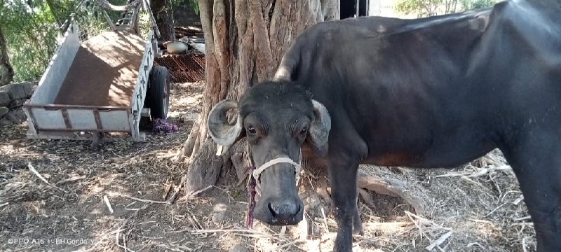 ખડેલું