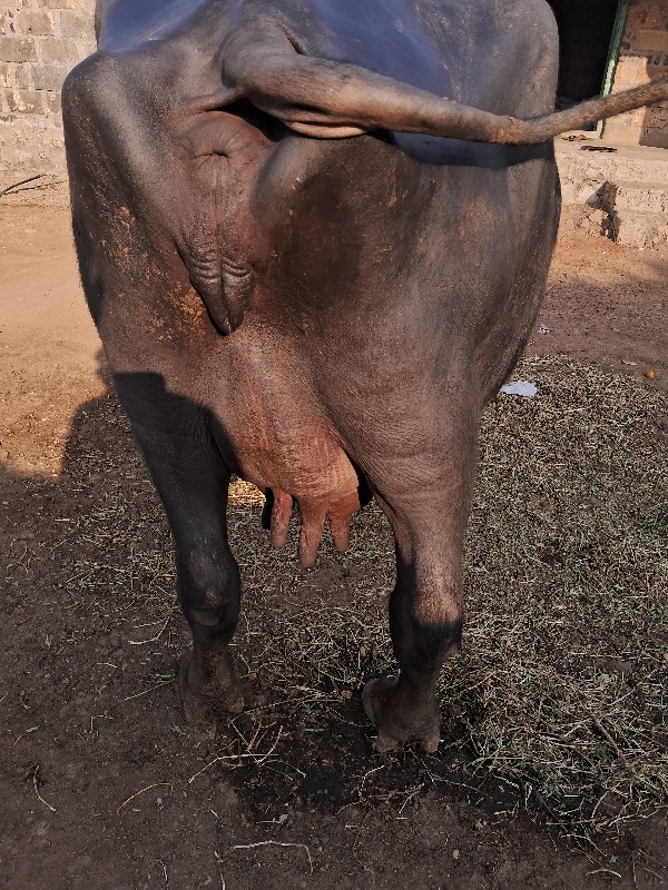 ભેસ વેચવાની છે