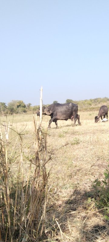 ભેંશ વેચવાની છે