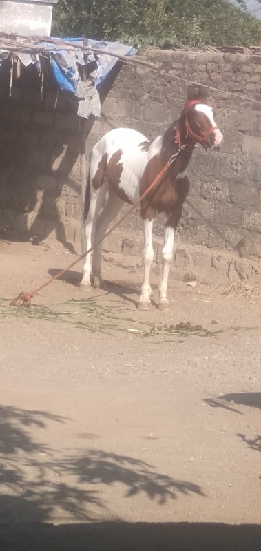 વસેરી વેસવા ની...