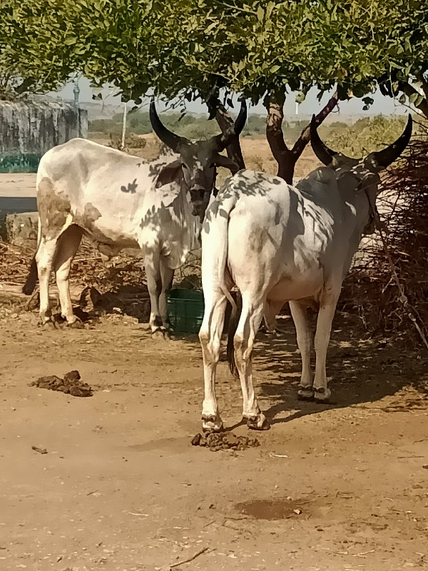 ગોધલા વેચવાના છ...