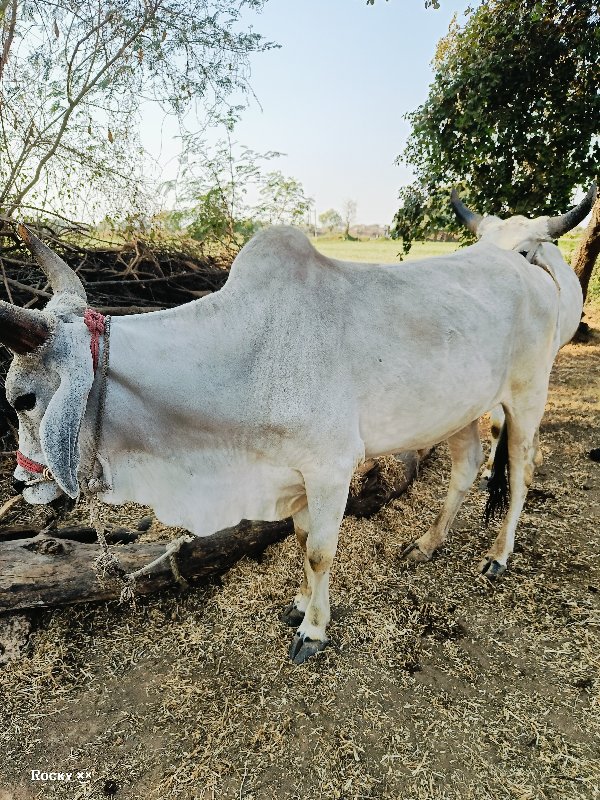 ગોઢલા