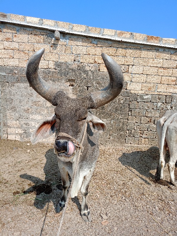 બળદ વેસવાનો સે