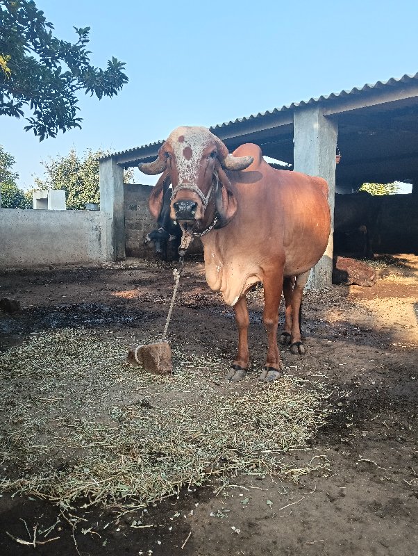 ગાય વેસવા નિ સે