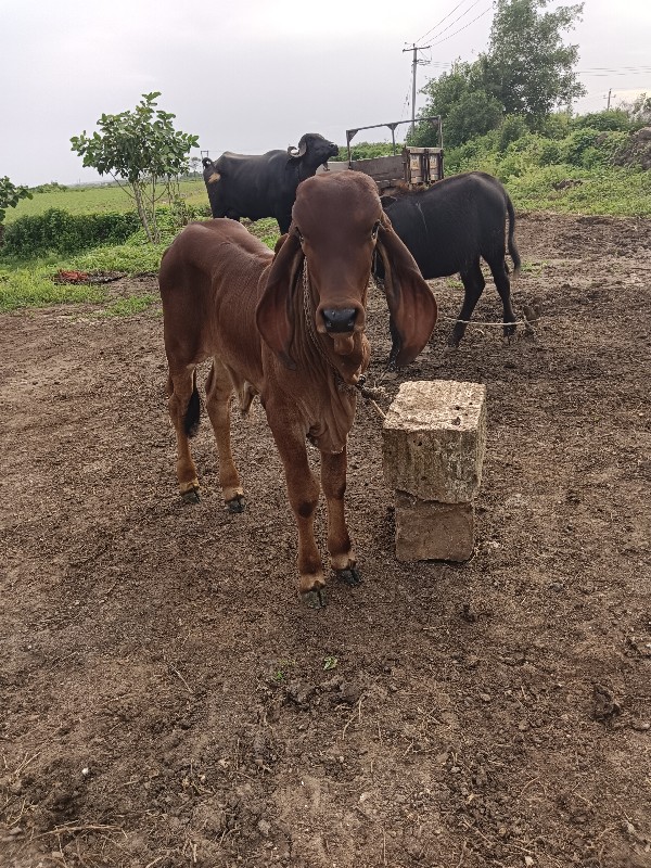 સારી ભાવનગર લાઇ...