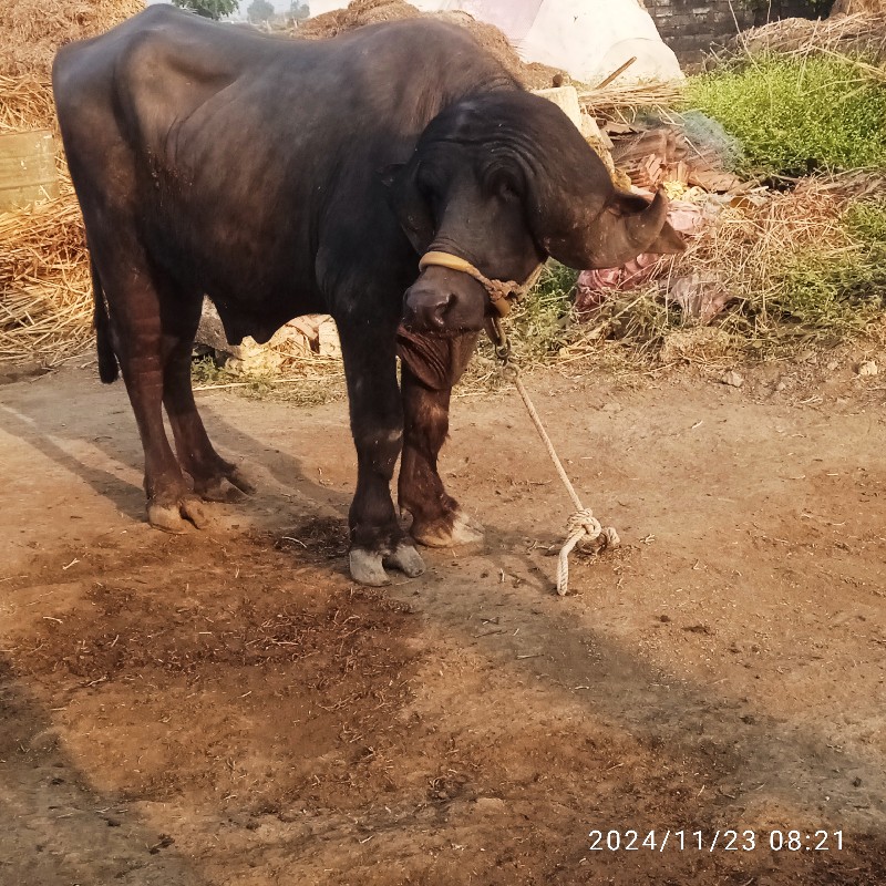 પાડો વેચવાનો સે