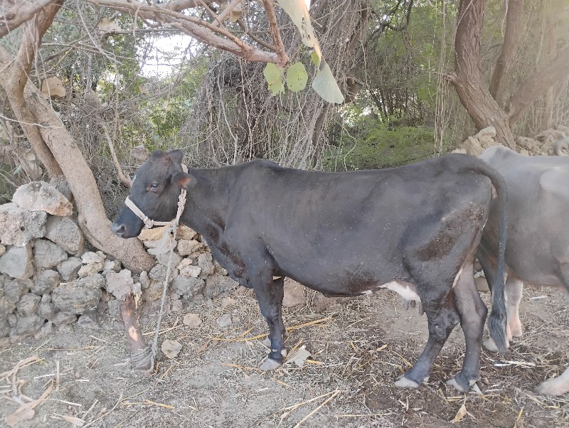 એસબ ગાય વેશવાની...