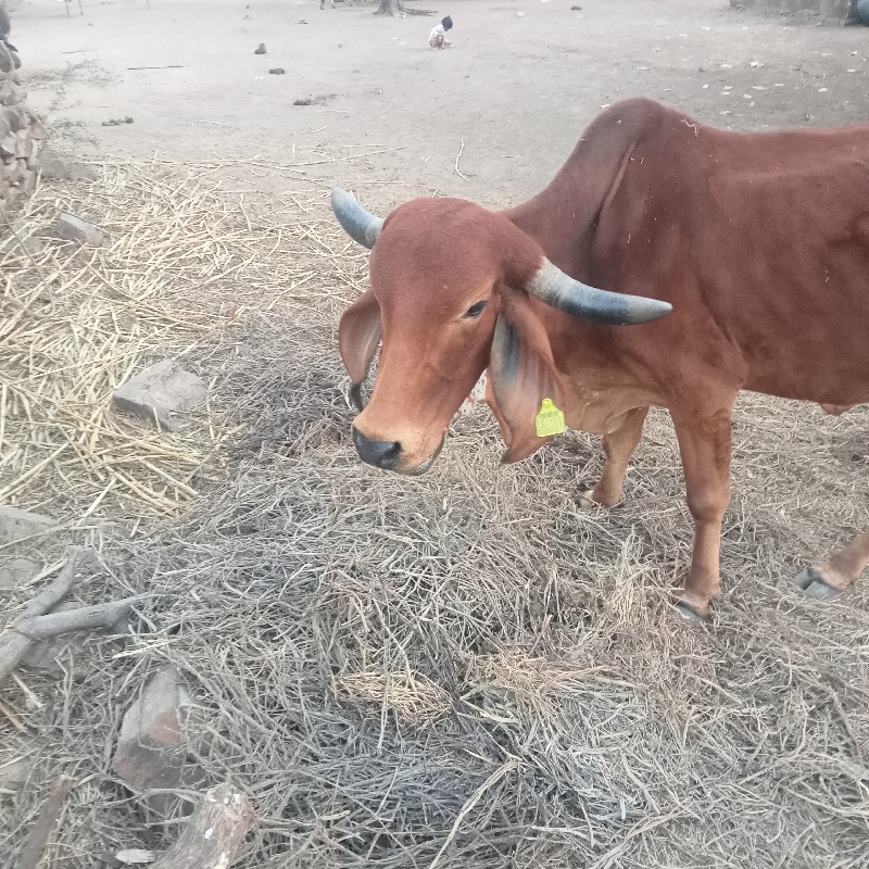 ‌ રાજુ   ભાઈ