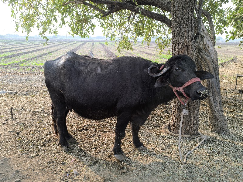 ભેંસ વેચવાની છે