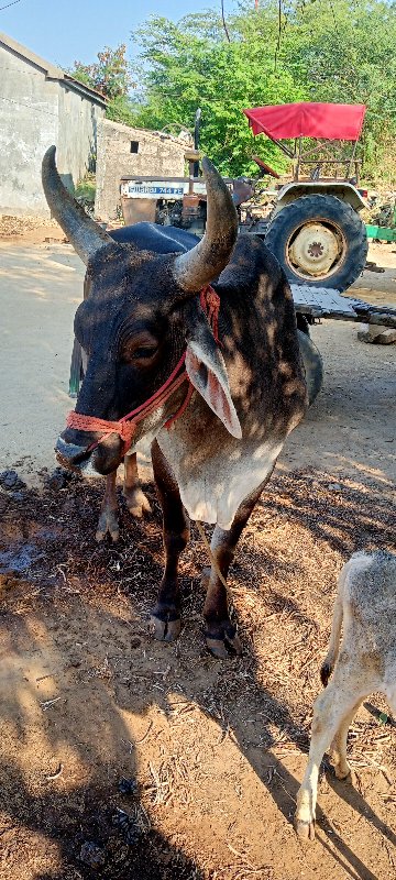 પેલી ધરના ગોદલા...