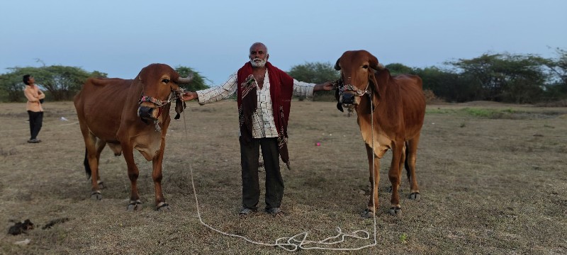 બળદ ગોરીયા