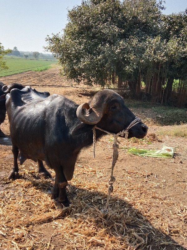 ભેંશ વેચવાની