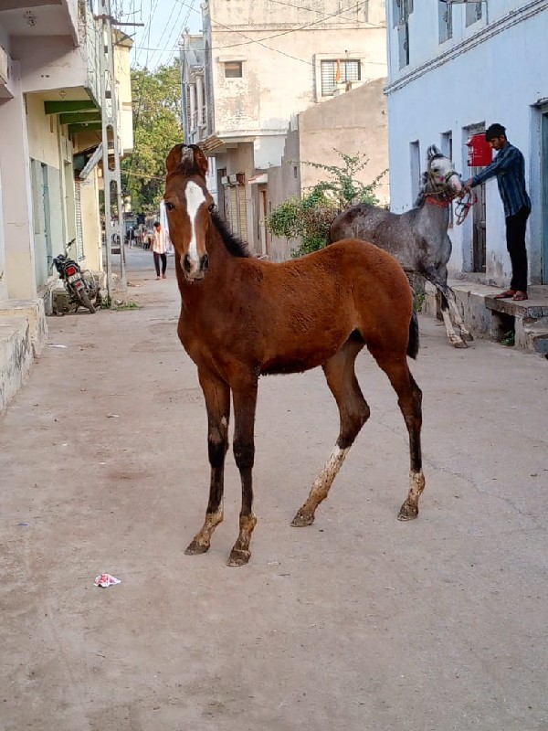 વસેરી