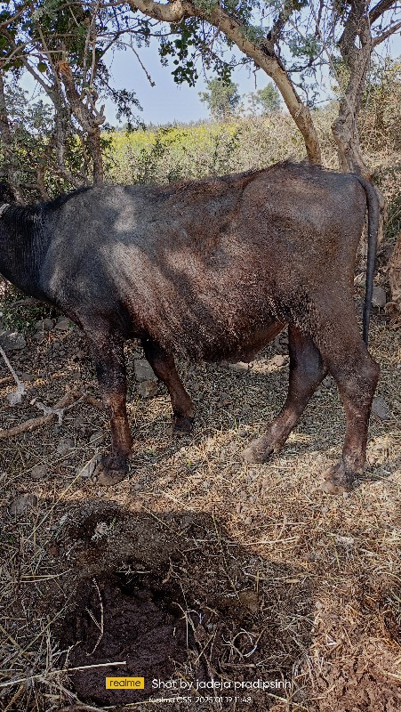 પાડો વેચવાનો છે