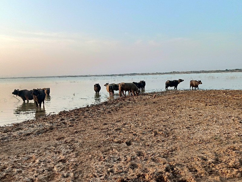 કચ્છી ભેંસો વેચ...