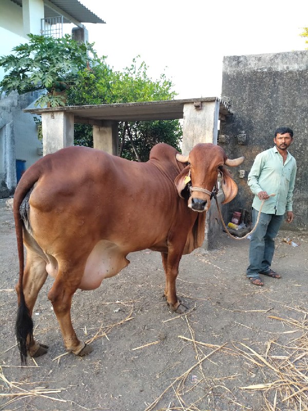 ગીર