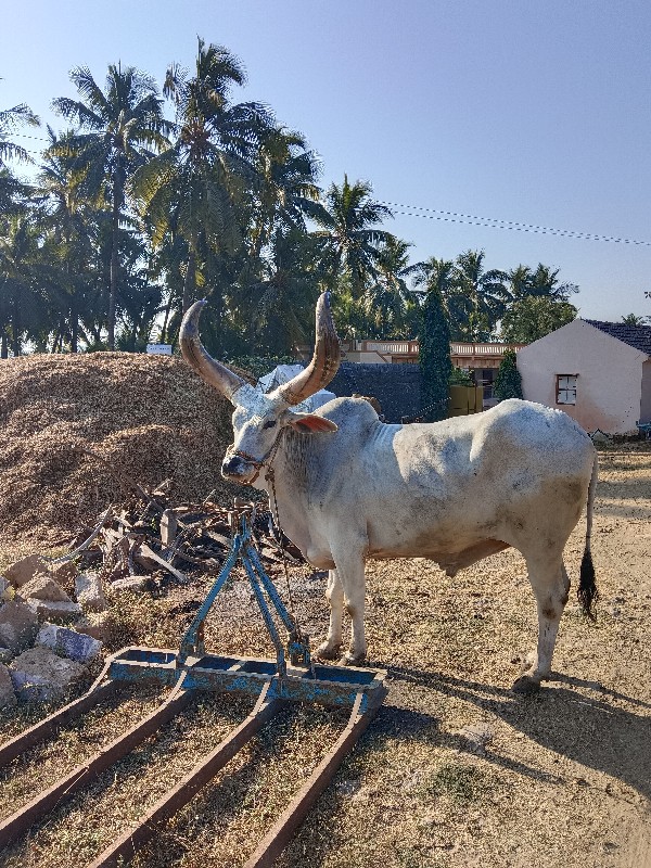 બળદ વેચવાનો છે