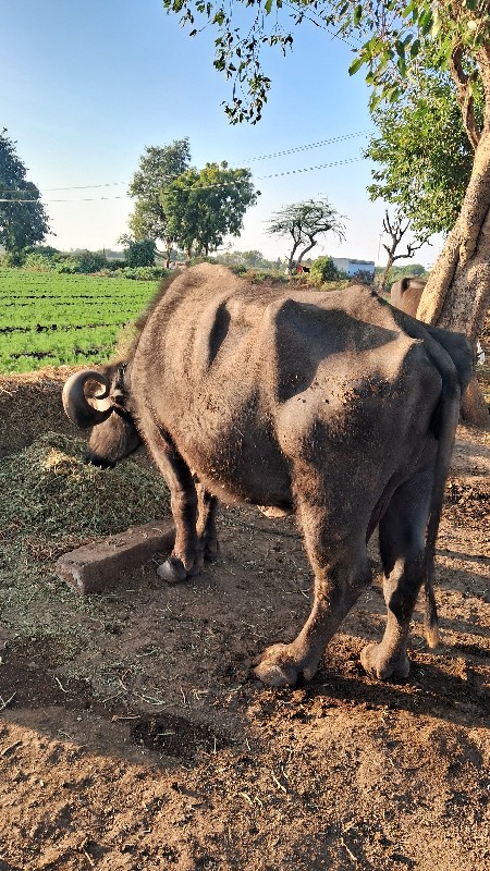 ભેંસ વેચવાની
ભે...