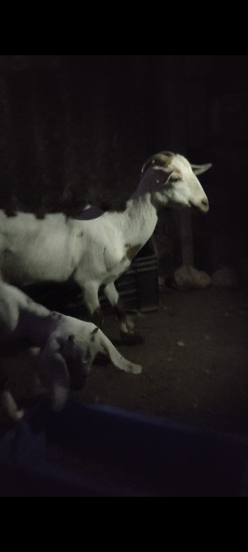 Bakri