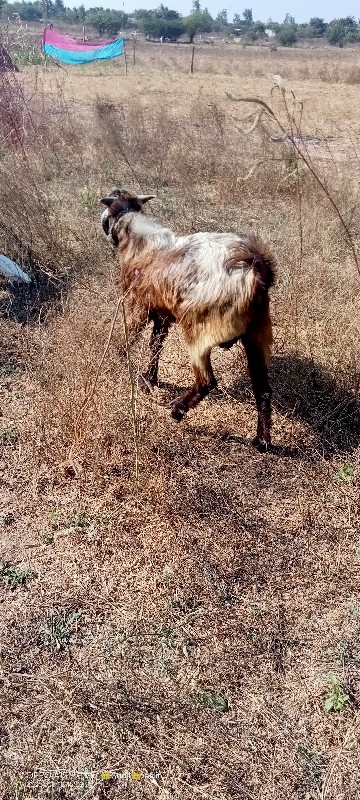 બકરોવેસવાનોછે