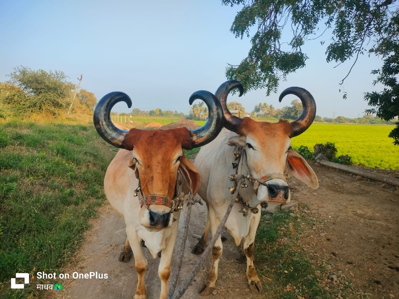 3જી ધરના