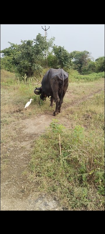 ભેંશ વેચવાની છે