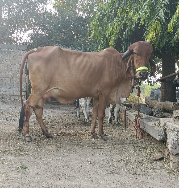 ગાય વેચવાની છે