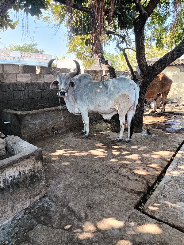 ગોધલા વેચવાના...