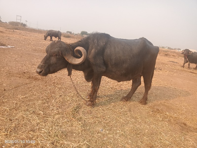 ભેંસ વેચવાની છે