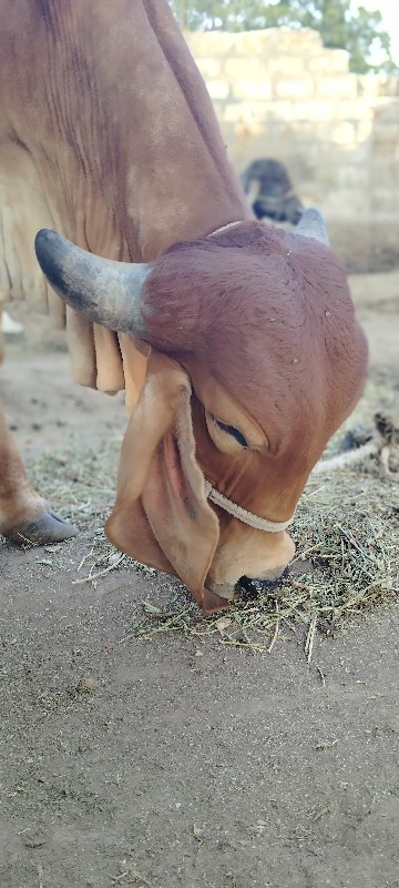 વીસડી દેવાની સે