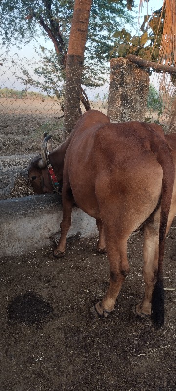 બળદ વેચવાનો છે