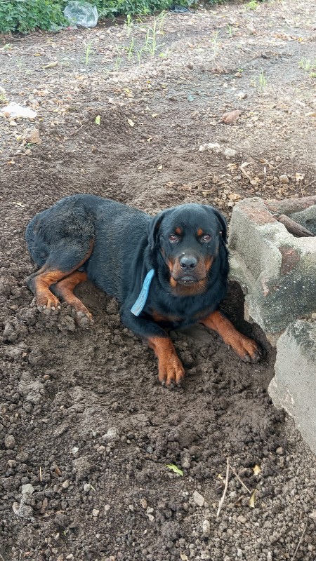 Rottweiler