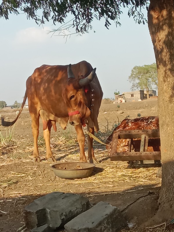 ગીર ગાય વેચવાની...