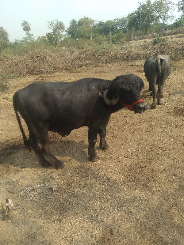 ફૂટીગલો  પાડો વ...