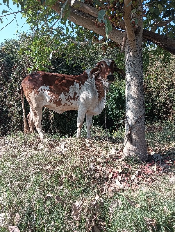 ગાય વેચવાની પેલ...