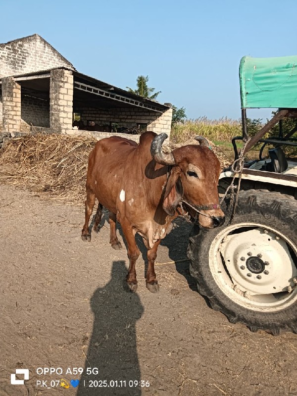 આ બળદ વેચવાનો છ...